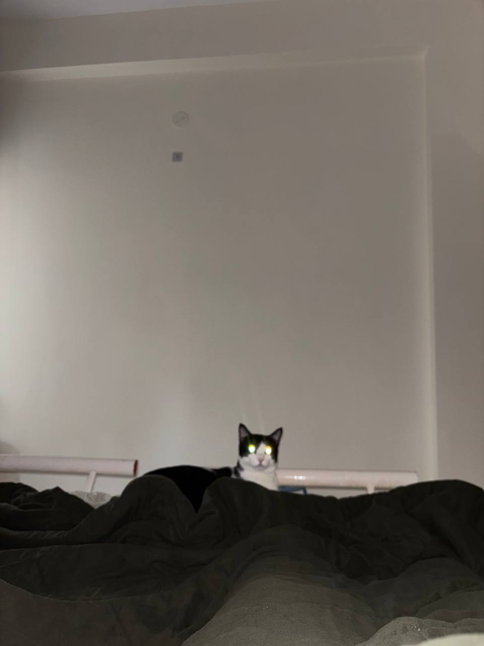 Black-and-white cat sitting on a rumpled dark bed with eyes reflecting camera flash