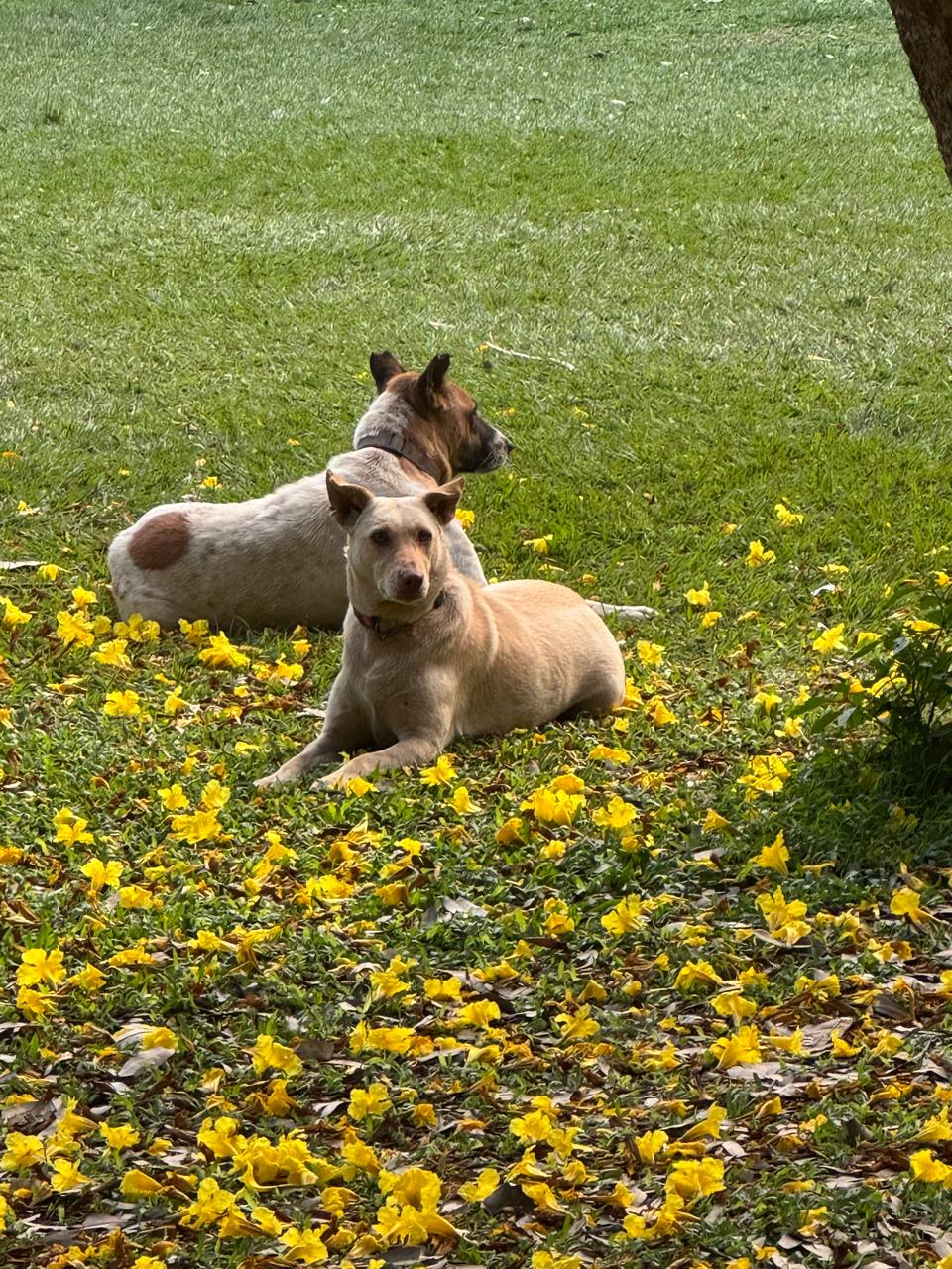 Two dogs resting in grass scattered with yellow flowers